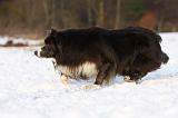 BORDER COLLIE 1179